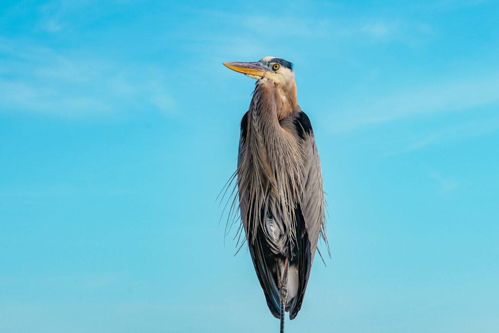 Birdwatching in Florida's natural places