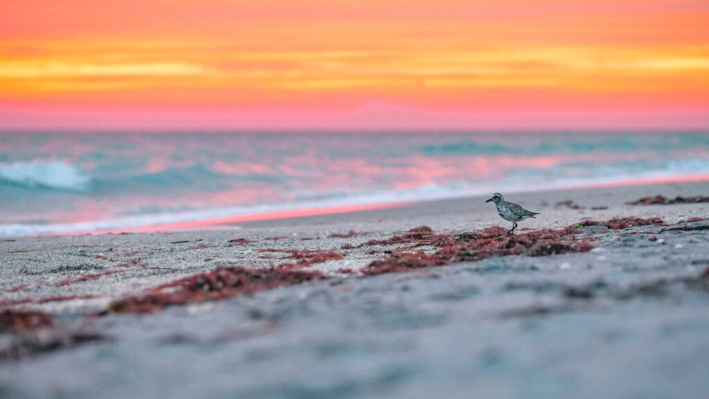 Sunset on the beach on Manasota Key Florida