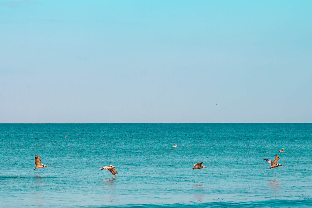 Birdwatching at Blind Pass Beach