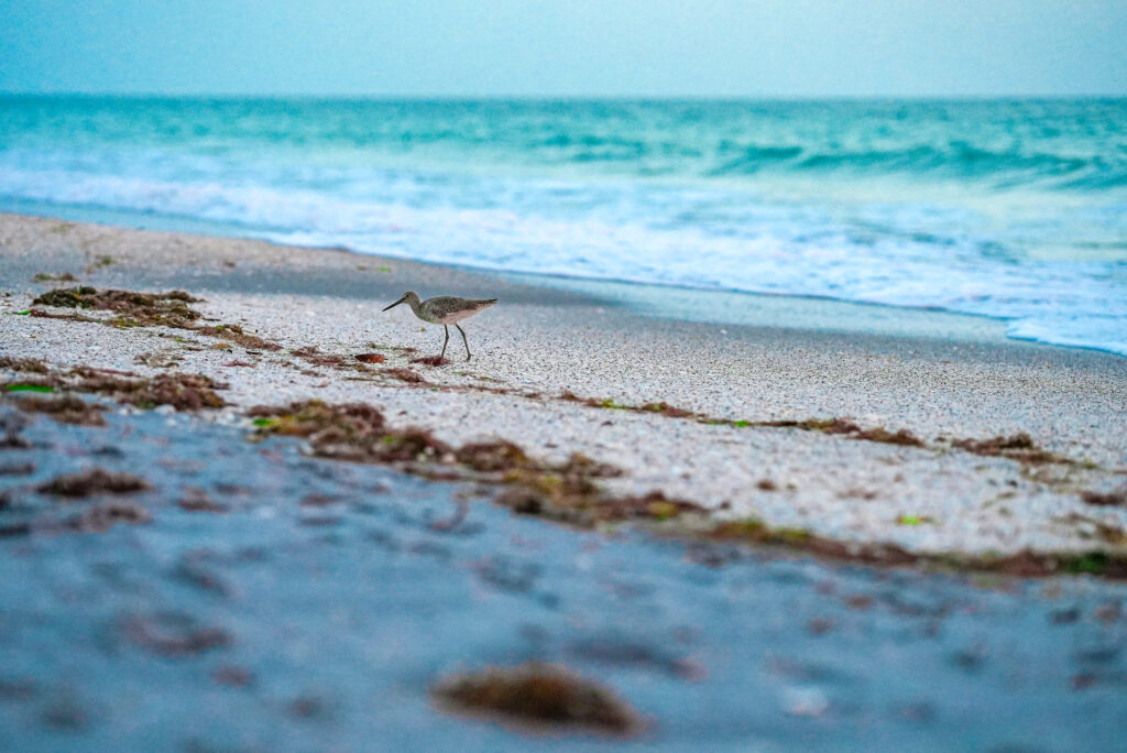 Wildlife at Blind Pass Beach