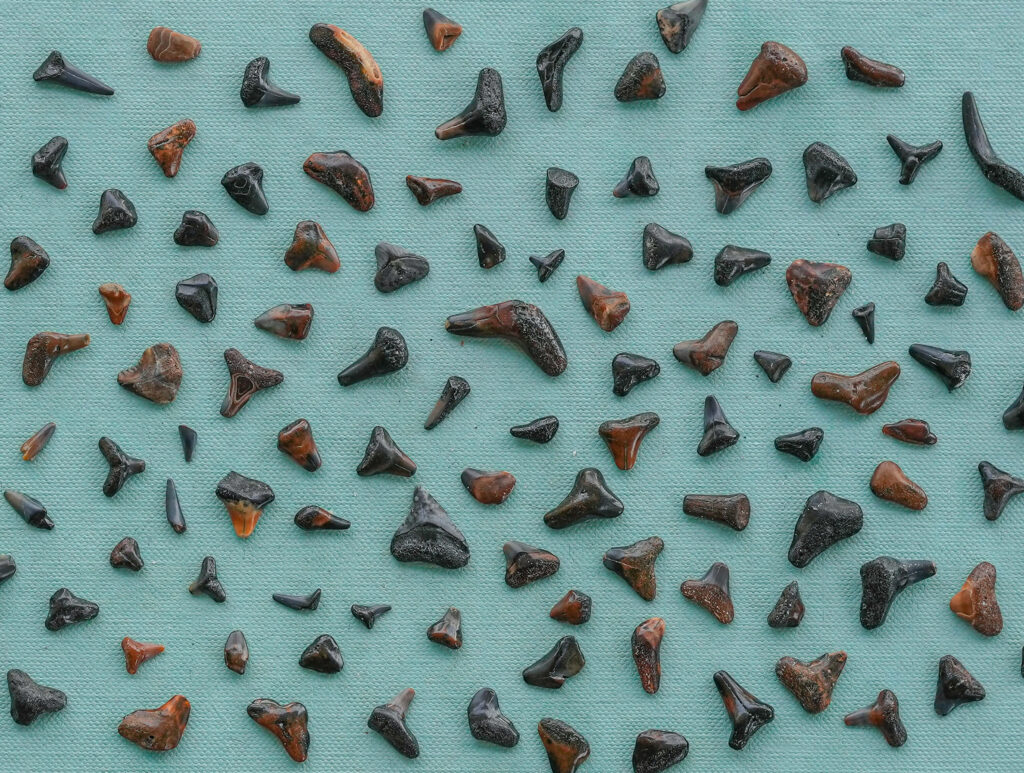 Shark teeth at Blind Pass Beach