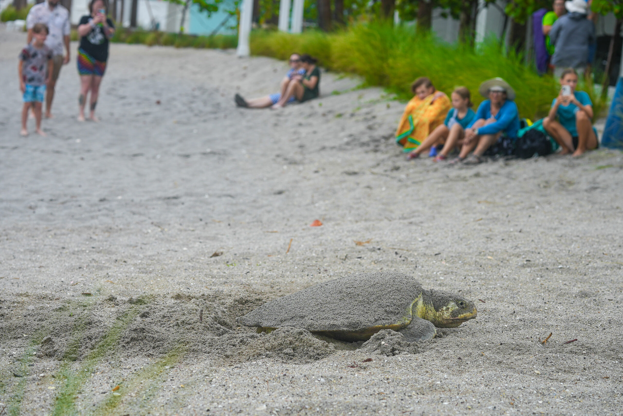 Where to See Nesting Sea Turtles in Florida